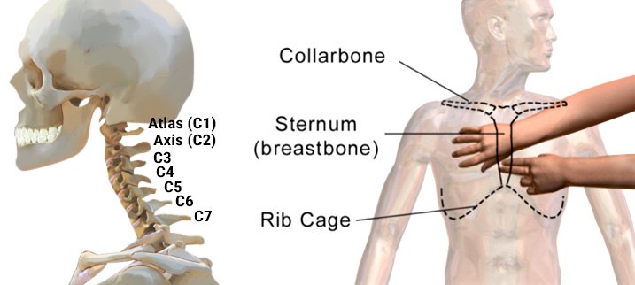 vertebrae flat bone vertebrae flat bone