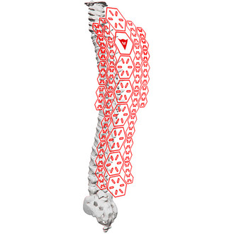 Dainese - Spine Protection